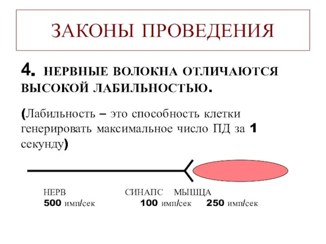 ЗАКОНЫ ПРОВЕДЕНИЯ 4. НЕРВНЫЕ ВОЛОКНА ОТЛИЧАЮТСЯ ВЫСОКОЙ ЛАБИЛЬНОСТЬЮ. (Лабильность – это способность