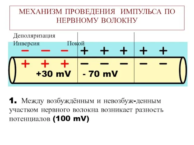 МЕХАНИЗМ ПРОВЕДЕНИЯ ИМПУЛЬСА ПО НЕРВНОМУ ВОЛОКНУ 1. Между возбуждённым и невозбуж-денным участком