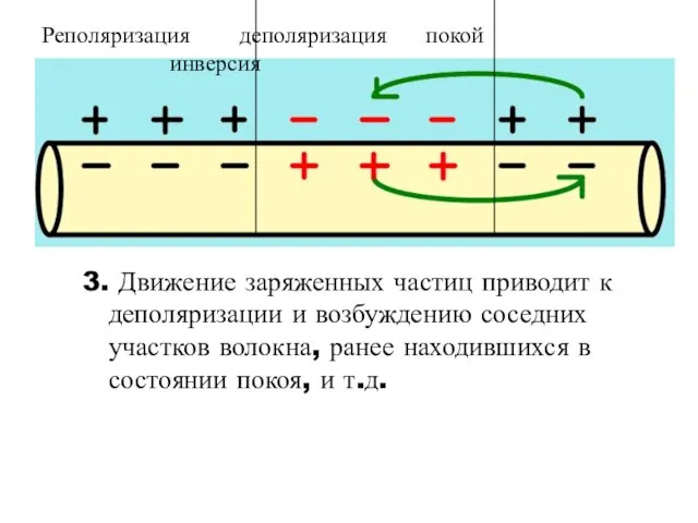 3. Движение заряженных частиц приводит к деполяризации и возбуждению соседних участков волокна,