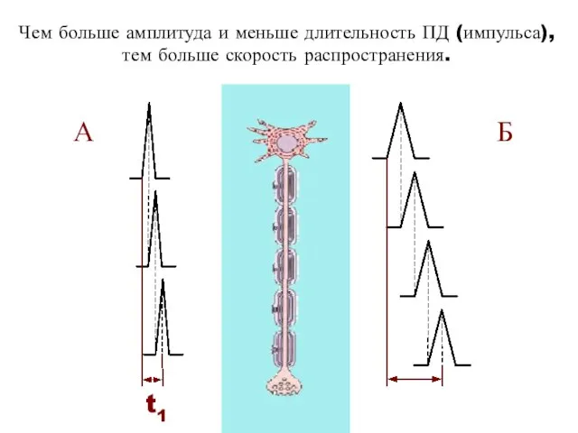 Чем больше амплитуда и меньше длительность ПД (импульса), тем больше скорость распространения. А Б t1 t2