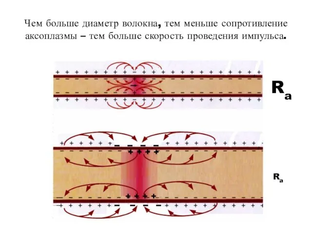 Чем больше диаметр волокна, тем меньше сопротивление аксоплазмы – тем больше скорость