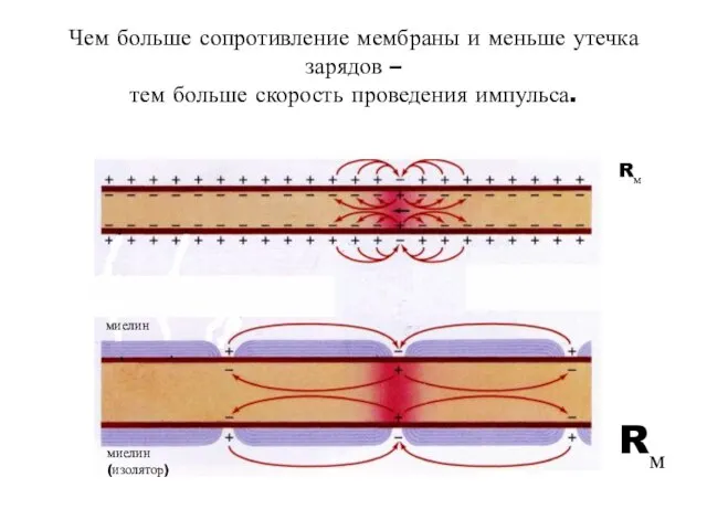 Чем больше сопротивление мембраны и меньше утечка зарядов – тем больше скорость