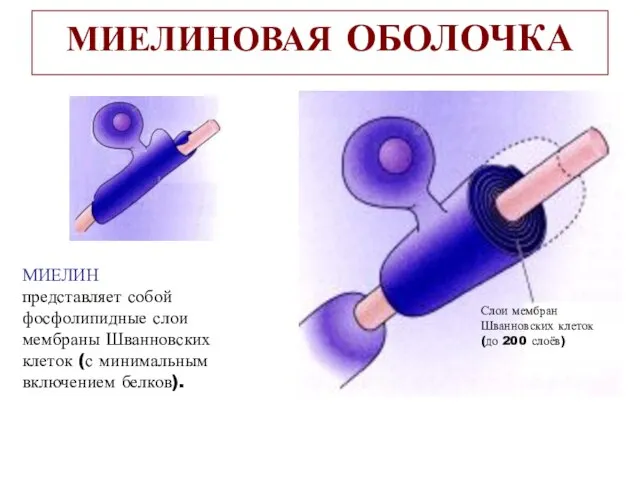 МИЕЛИНОВАЯ ОБОЛОЧКА МИЕЛИН представляет собой фосфолипидные слои мембраны Шванновских клеток (с минимальным