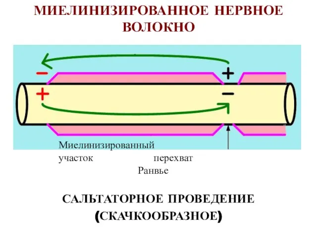 МИЕЛИНИЗИРОВАННОЕ НЕРВНОЕ ВОЛОКНО САЛЬТАТОРНОЕ ПРОВЕДЕНИЕ (СКАЧКООБРАЗНОЕ) Миелинизированный участок перехват Ранвье