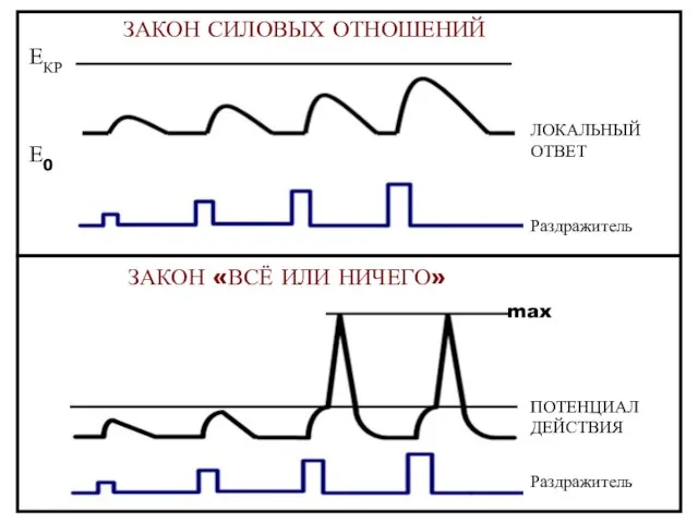 ЗАКОН СИЛОВЫХ ОТНОШЕНИЙ ЗАКОН «ВСЁ ИЛИ НИЧЕГО» ЕКР Е0 ЕКР Е0 max