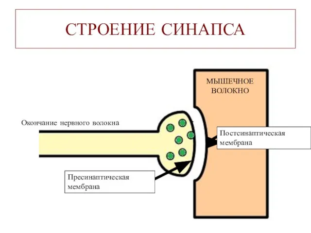 СТРОЕНИЕ СИНАПСА Окончание нервного волокна МЫШЕЧНОЕ ВОЛОКНО Постсинаптическая мембрана Пресинаптическая мембрана