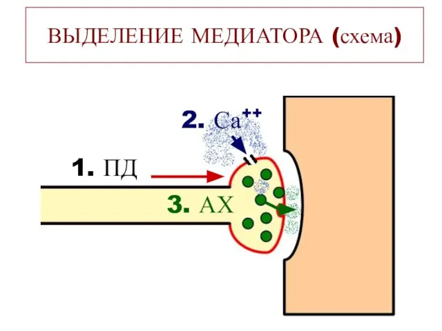 ВЫДЕЛЕНИЕ МЕДИАТОРА (схема) 1. ПД 2. Са++ 3. АХ