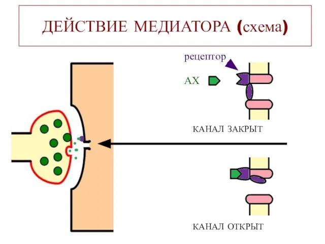 ДЕЙСТВИЕ МЕДИАТОРА (схема) АХ рецептор КАНАЛ ЗАКРЫТ КАНАЛ ОТКРЫТ