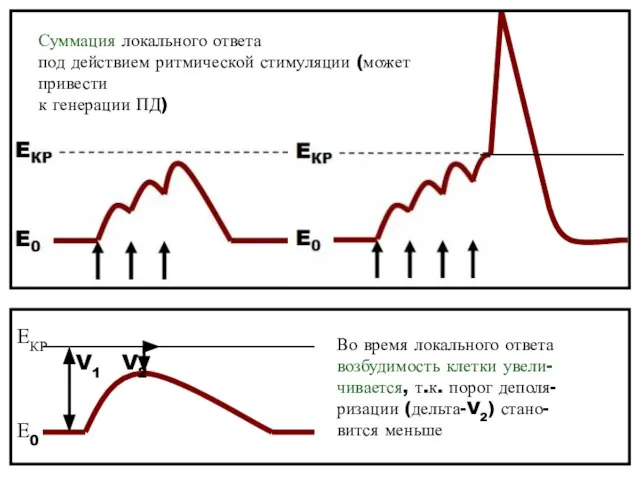 Суммация локального ответа под действием ритмической стимуляции (может привести к генерации ПД)