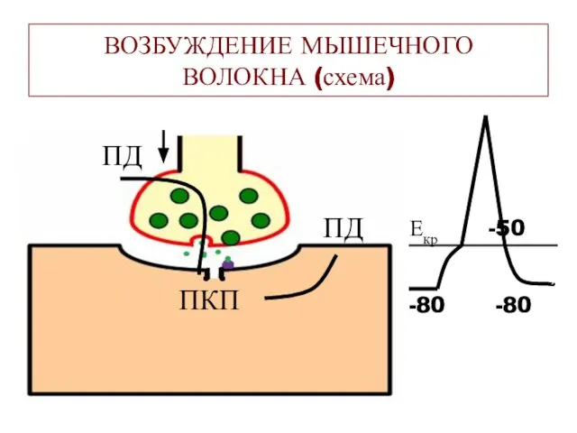 ВОЗБУЖДЕНИЕ МЫШЕЧНОГО ВОЛОКНА (схема) ПКП ПД ПД -80 -80 Екр -50