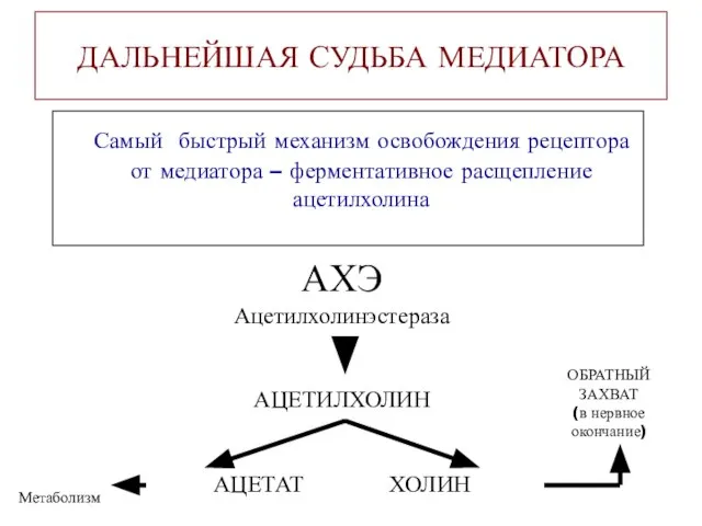 ДАЛЬНЕЙШАЯ СУДЬБА МЕДИАТОРА Самый быстрый механизм освобождения рецептора от медиатора – ферментативное