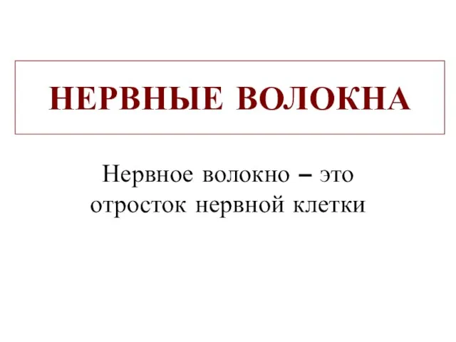 НЕРВНЫЕ ВОЛОКНА Нервное волокно – это отросток нервной клетки