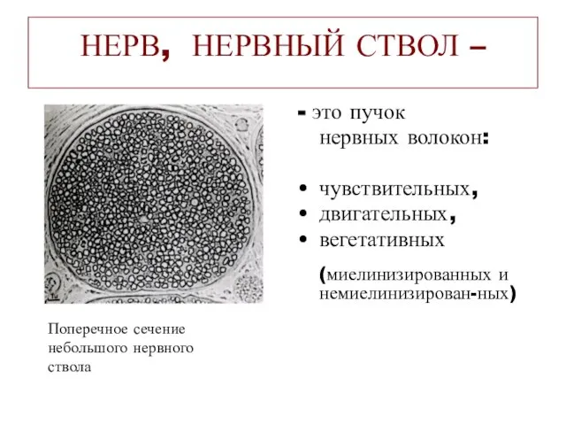 НЕРВ, НЕРВНЫЙ СТВОЛ – - это пучок нервных волокон: чувствительных, двигательных, вегетативных