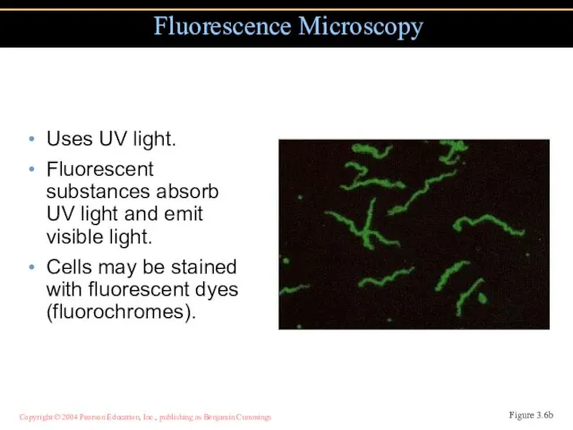 Uses UV light. Fluorescent substances absorb UV light and emit visible light.