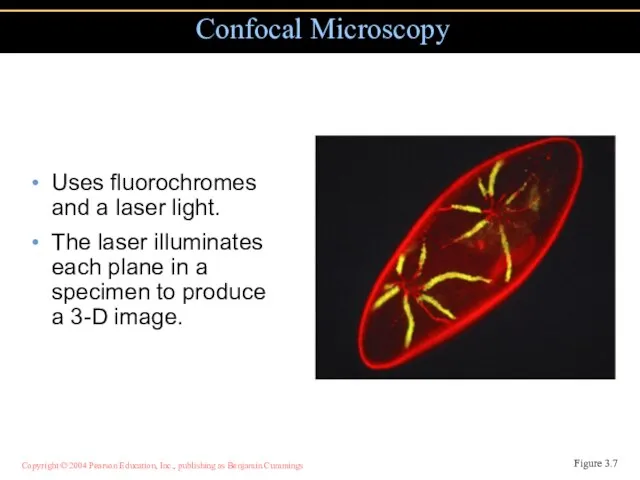 Uses fluorochromes and a laser light. The laser illuminates each plane in