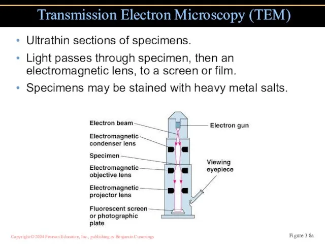 Ultrathin sections of specimens. Light passes through specimen, then an electromagnetic lens,