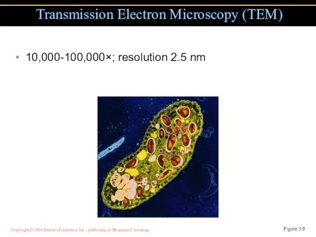 10,000-100,000×; resolution 2.5 nm Transmission Electron Microscopy (TEM) Figure 3.9