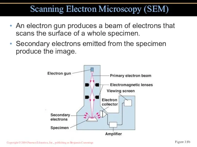 An electron gun produces a beam of electrons that scans the surface