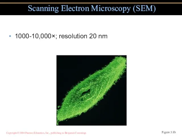 1000-10,000×; resolution 20 nm Scanning Electron Microscopy (SEM) Figure 3.8b