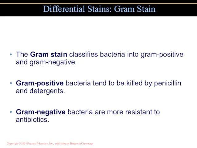 The Gram stain classifies bacteria into gram-positive and gram-negative. Gram-positive bacteria tend