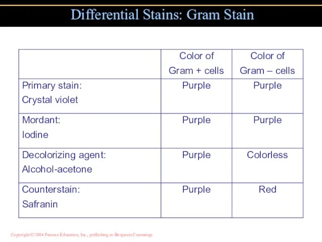 Differential Stains: Gram Stain