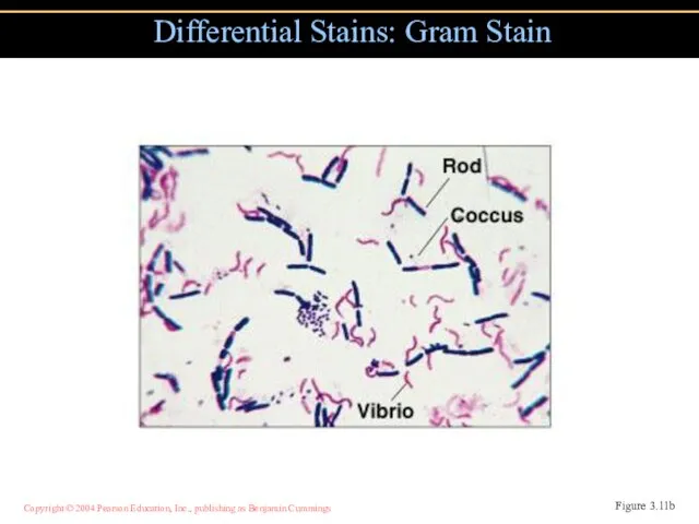 Differential Stains: Gram Stain Figure 3.11b