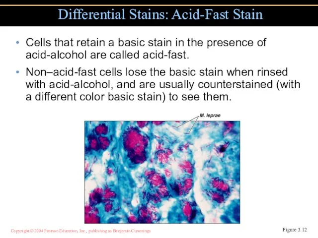 Cells that retain a basic stain in the presence of acid-alcohol are