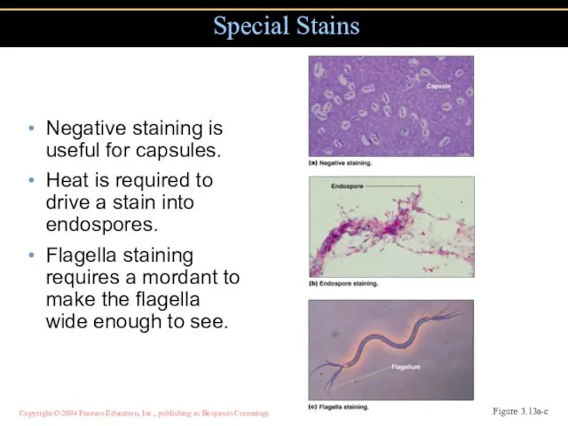 Negative staining is useful for capsules. Heat is required to drive a