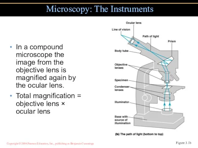 In a compound microscope the image from the objective lens is magnified