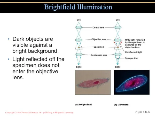 Dark objects are visible against a bright background. Light reflected off the