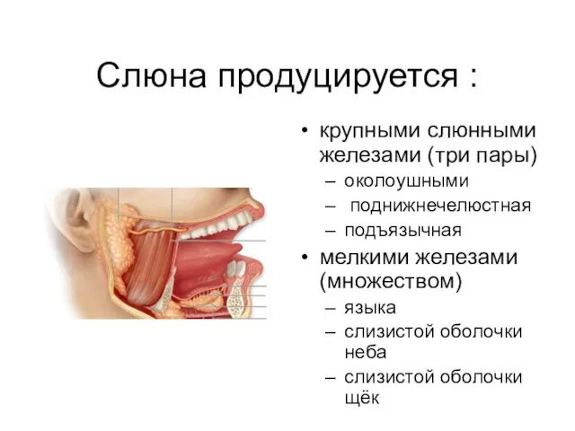 Слюна продуцируется : крупными слюнными железами (три пары) околоушными поднижнечелюстная подъязычная мелкими