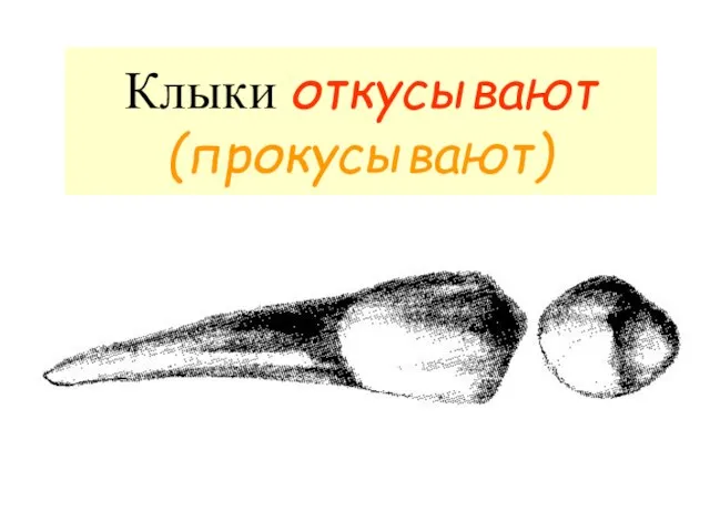 Клыки откусывают (прокусывают)