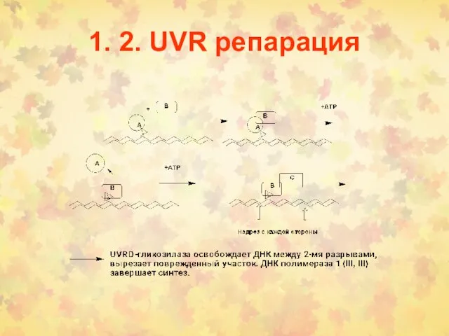 1. 2. UVR репарация