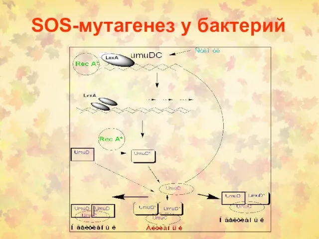 SOS-мутагенез у бактерий