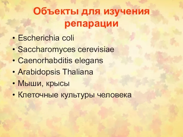 Объекты для изучения репарации Escherichia coli Saccharomyces cerevisiae Caenorhabditis elegans Arabidopsis Thaliana