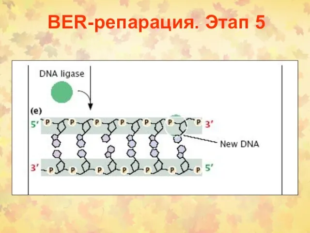 BER-репарация. Этап 5