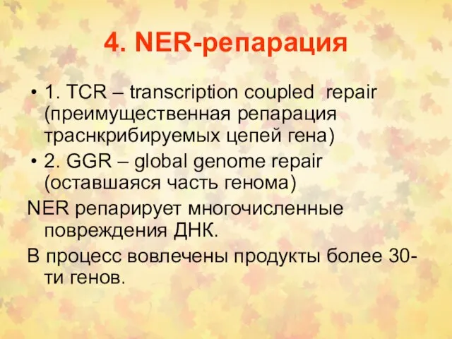 4. NER-репарация 1. TCR – transcription coupled repair (преимущественная репарация траснкрибируемых цепей