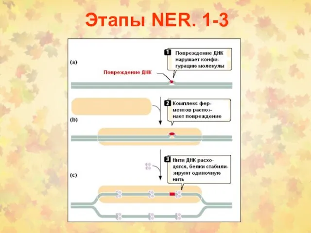 Этапы NER. 1-3