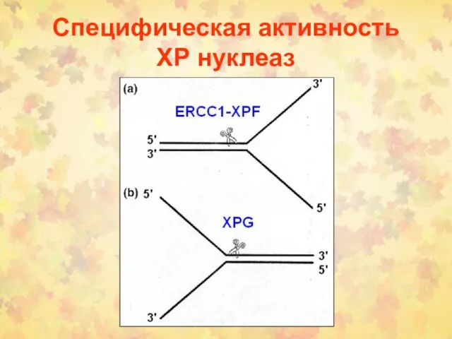 Специфическая активность ХР нуклеаз