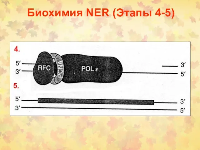 Биохимия NER (Этапы 4-5)