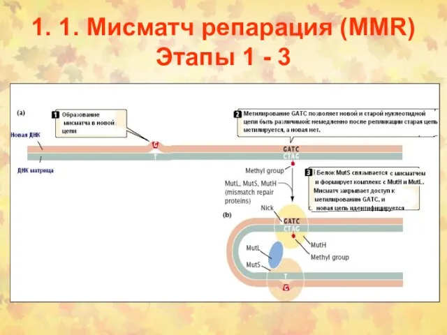 1. 1. Мисматч репарация (MMR) Этапы 1 - 3