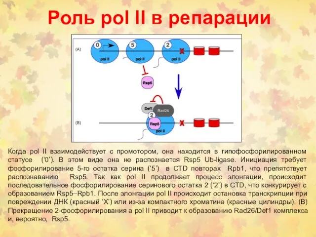 Роль pol lI в репарации Когда pol II взаимодействует с промотором, она