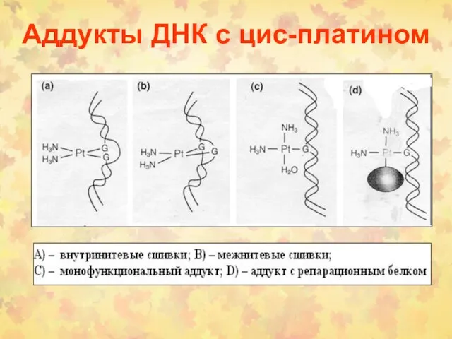 Аддукты ДНК с цис-платином