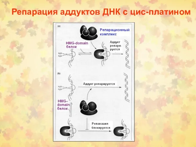 Репарация аддуктов ДНК с цис-платином