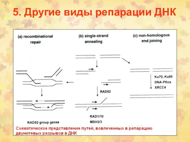 5. Другие виды репарации ДНК