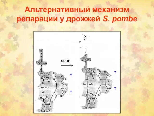 Альтернативный механизм репарации у дрожжей S. pombe