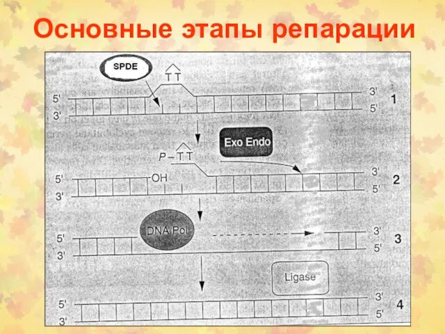 Основные этапы репарации