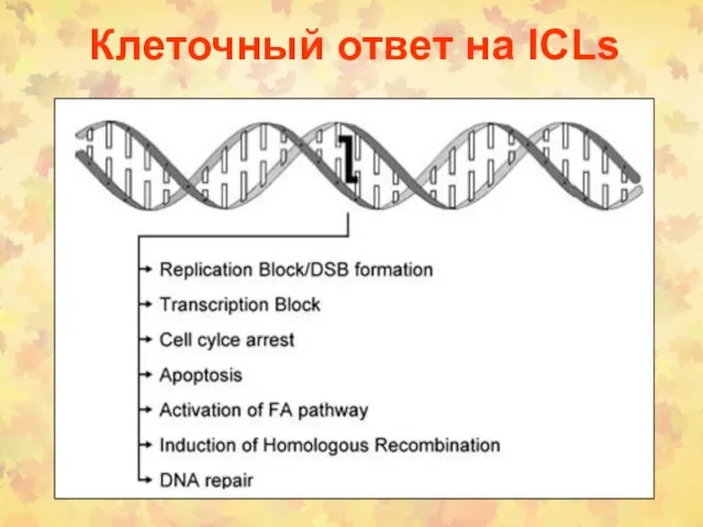 Клеточный ответ на ICLs