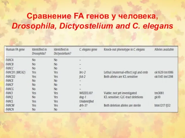 Сравнение FA генов у человека, Drosophila, Dictyostelium and C. elegans