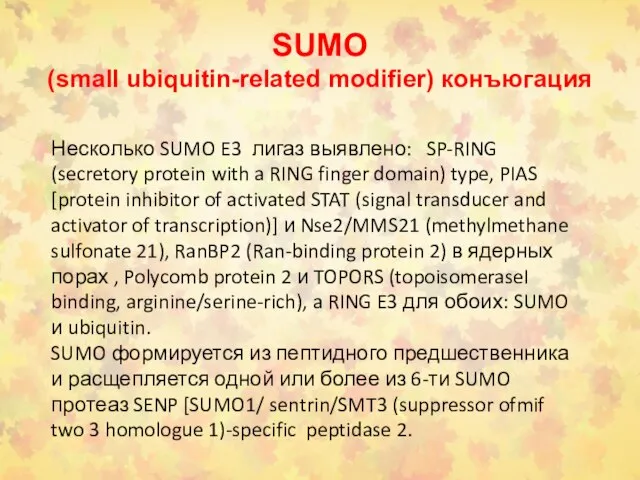 SUMO (small ubiquitin-related modifier) конъюгация Несколько SUMO E3 лигаз выявлено: SP-RING (secretory